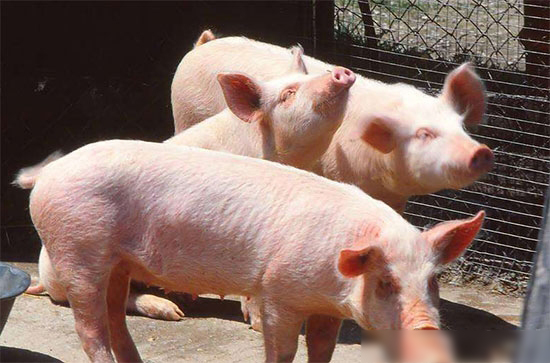今年生猪产能到底是增是减？环保形势又是如何？