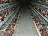 养殖户冬季养殖蛋鸡重点是保羽