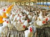 养鸡场净化有害气体6方法